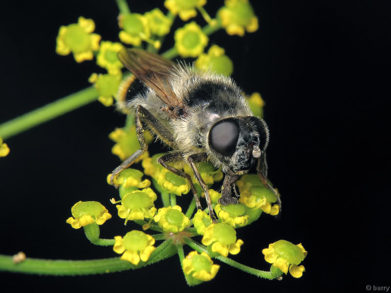Cheilosia illustrata (Harris, 1780)